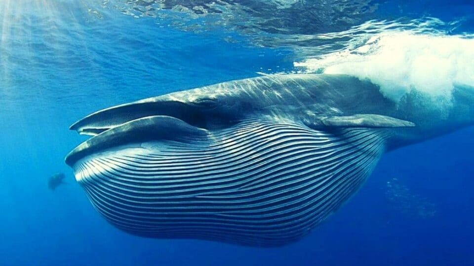 Μία απίστευτη ιστορία… Όταν ο James Bartley έμεινε 3 μέρες στην κοιλιά μιας φάλαινας!