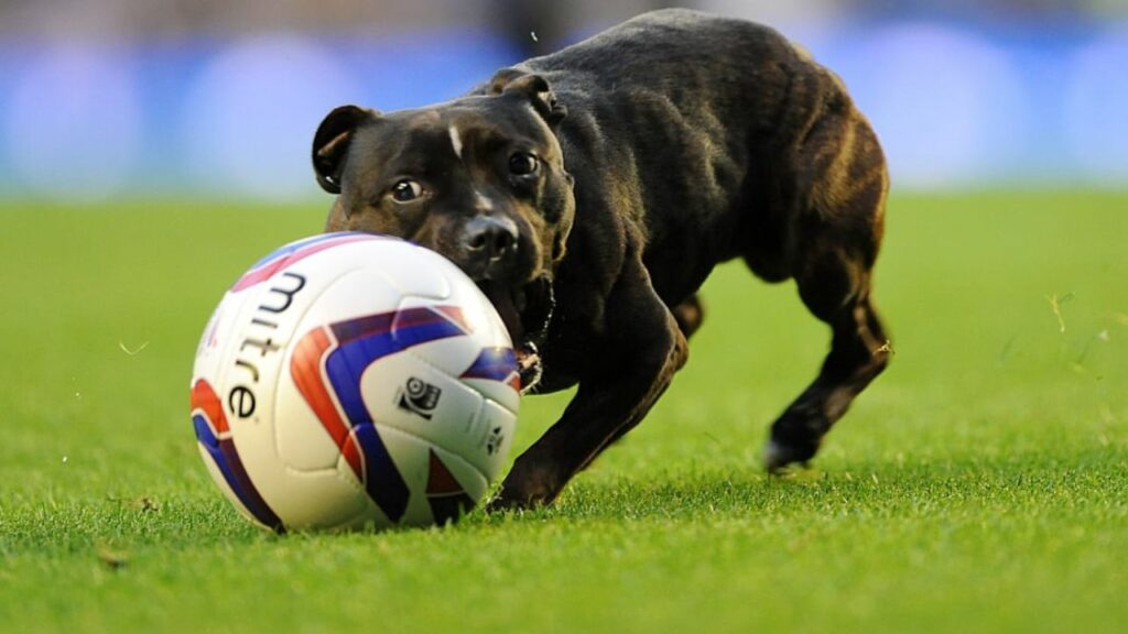 Σκύλος ανέτρεψε ποδοσφαιριστή εν ώρα αγώνα! (vid) | sports365.gr