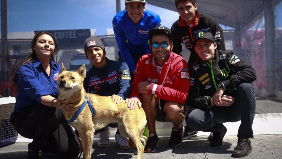 Και οι σκύλοι γουστάρουν το MotoGP! (vid)